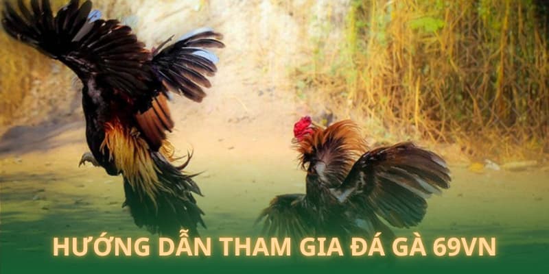 Hướng dẫn tham gia cá cược đá gà 69VN