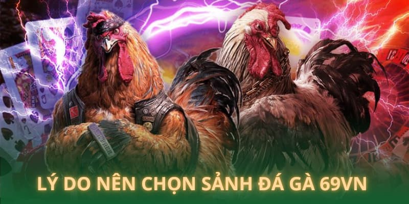 Lý do nên chọn sảnh chọi gà 69VN để tham gia